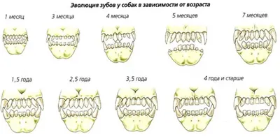 Когда у собак выпадают зубы? | Блог на VetSpravka.ru