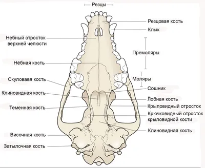 Сколько зубов у собаки | Догги Академия | Дзен