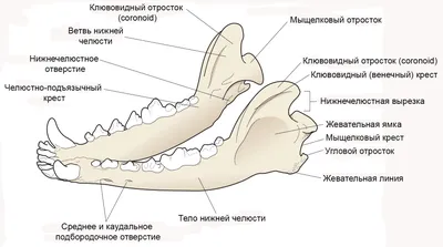 Сколько зубов у вашей собаки и зачем ей так много? | УДИВИТЕЛЬНЫЕ ФАКТЫ |  Дзен