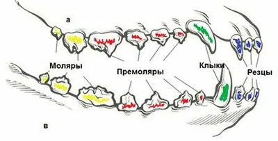 Сколько зубов у собаки, как они видят и другие интересные факты о  четвероногих друзьях