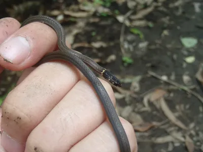 Уникальные фотографии сколопендровидной змеи