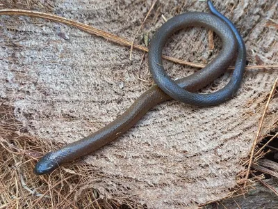 Сколопендровидная змея: фото, которые оживают на экране