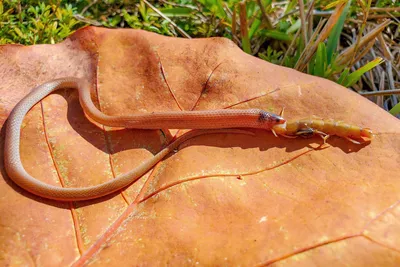 Впечатляющие изображения сколопендровидной змеи