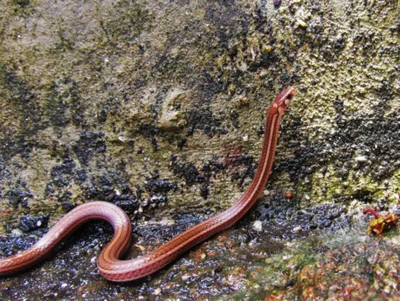 Загадочная сколопендровидная змея на фото