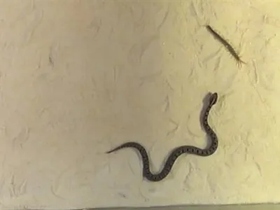 Скачать бесплатно фотографии сколопендровидной змеи