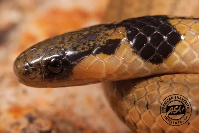 Сколопендровидная змея: фото, которые захватывают дух