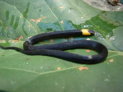 Потрясающие фотографии сколопендровидной змеи