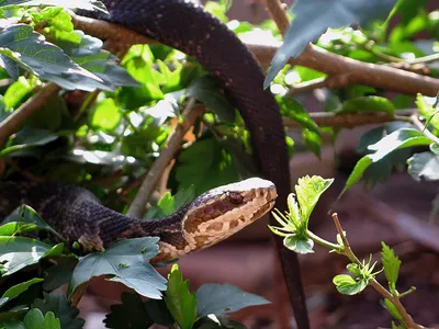 Сколопендровидная змея: фото в хорошем качестве для скачивания