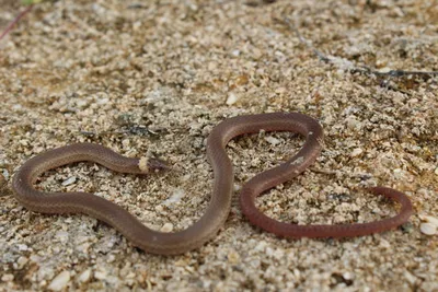 Фото сколопендровидной змеи: красота в ее масштабе