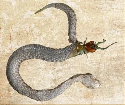 Удивительные изображения сколопендровидной змеи