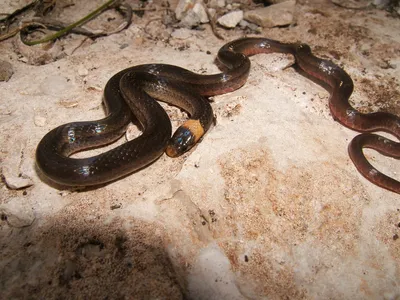 Фотографии сколопендровидной змеи: красота в деталях
