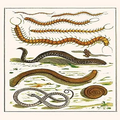 Ошеломляющие фото сколопендровидной змеи
