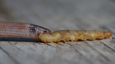 Изумительные картинки сколопендровидной змеи для скачивания