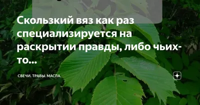 Ответ природы Скользкий Вяз Внутренняя Кора - 1000 мг - 2 унции