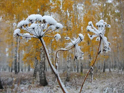 Скоро зима... / фото