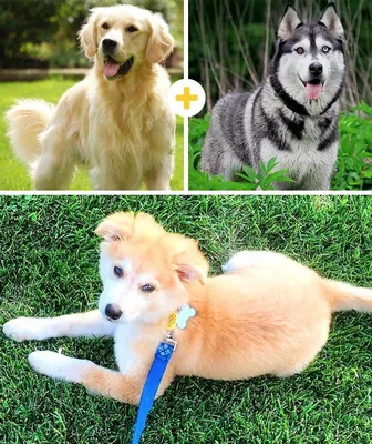 Скрещенные породы собак фото фотографии