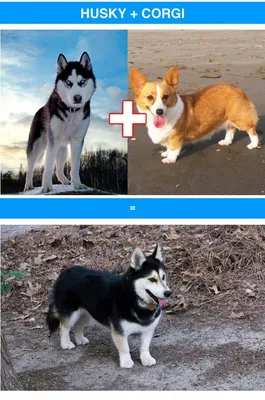 Два в одном»: гибридные породы собак - Питомцы Mail.ru