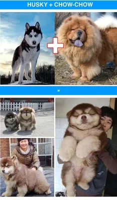 Необычные скрещенные породы собак. | ВКонтакте