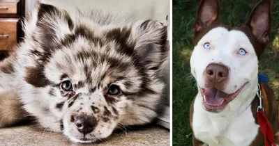 Гибриды собак: необычные породы питомцев, о которых вы вряд ли знаете |  Высоцкая Life
