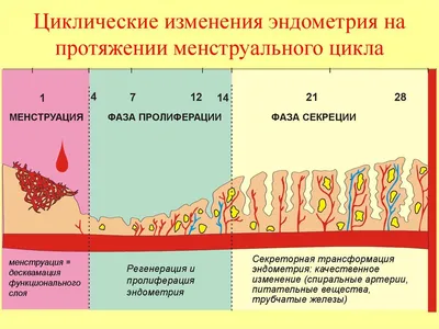 Изменения менструального цикла - есть ли причина для опасения? | Клиника  Радуга