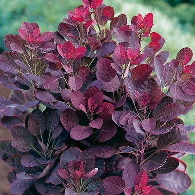 Скумпия кожевенная Роял Пёрпл (Royal Purple) — купите саженцы в контейнере  в Краснодаре - Прекраснодар — садовый центр в Краснодаре
