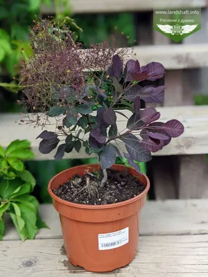 Скумпия \"Royal Purple\" купить в питомнике растений с доставкой по Тюмени и  Тюменской области, саженцы, выращивание, посадка и уход