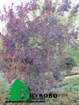 Cotinus coggygria 'Royal Purple', Скумпия кожевенная 'Роял  Перпл'|landshaft.info