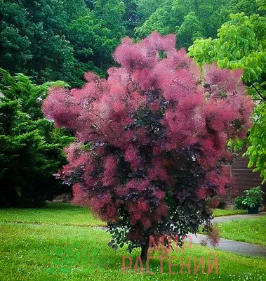 Скумпия кожевенная Роял Пёрпл (Royal Purple) Купить c доставкой. Самовывоз  - Питомник саженцев и сортовых растений \"Мир растений\"