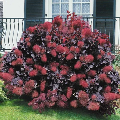 Скумпия кожевенная \"Роял Пурпле\" (Cotinus coggygria Royal Purple) -  Лиственные растения весна 2024 года - купить лиственные растения спирея,  кизильник, барбарис, лапчатка.