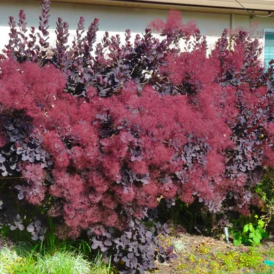 Скумпия Royal Purple кожевенная купить в Минске — Цена в интернет-магазине