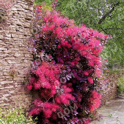 Скумпия кожевенная Роял Перпл Cotinus coggygria Royal Purple купить в  санкт-петербурге лисий нос Беговая Приморский район Черная речка