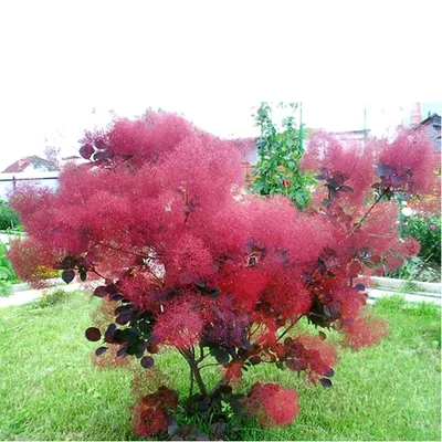 Скумпия кожевенная Роял Перпл. (Cotinus coggygria Royal Purple) С10 купить  в интернет-магазине ЦВІТСАД с доставкой по Украине