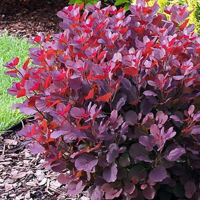 Cotinus coggygria, Скумпия кожевенная|landshaft.info