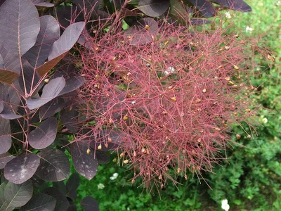 Скумпия кожевенная Rubrifolius - Скумпия - GardenPlants