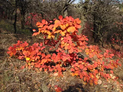 Скумпия кожевенная Лилла. (Cotinus coggygria Lilla) купить в  интернет-магазине ЦВІТСАД с доставкой по Украине
