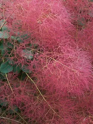 Скумпия кожевенная Роял Пёрпл (Royal Purple) купить в Киеве, цена — Greensad