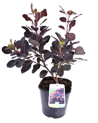Скумпия кожевенная «Flame» — GreenDesign — plante pentru fiecare grădină și  gust!