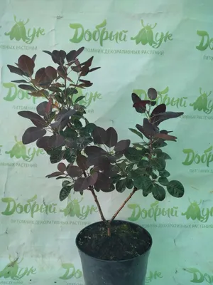 Скумпия кожевенная \"Royal Purple\" (Роял Пурпл) купить по цене 850 рублей от  питомника саженцев и растений Центросад | Фото и консультация по уходу