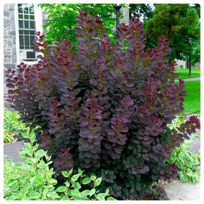 Скумпия кожевенная Роял Пёрпл (Royal Purple) — купите саженцы в контейнере  в Краснодаре - Прекраснодар — садовый центр в Краснодаре