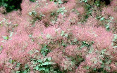 Скумпия кожевенная Royal Purple - Лиственные кустарники-Другие лиственные -  Питомник Агрус