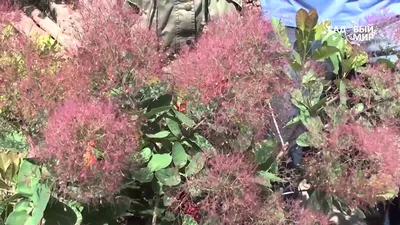 Скумпия кожевенная `Роял Пурпле`, Cotinus coggygria `Royal Purple` |  СадПарад