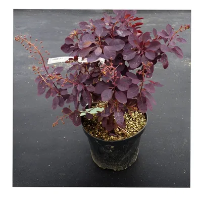 Саженец скумпия Роял Перпл (Royal purple) - купить в Украине —  интернет-магазин СолнцеСад