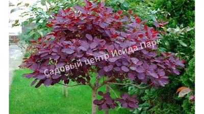 ꕤ Скумпия кожистая Royal Purple 1,5 л • купить Скумпия кожистая Royal  Purple 1,5 л по цене от 171.99 грн. в Украине