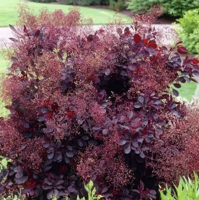Купить саженцы Скумпия кожевенная \"Royal Purple\" оптом из питомника в  Москве и России, цена от 850 | Озеленение Горзел — Горзел