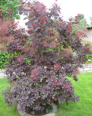 Скумпия кожевенная Old Fashioned - Скумпия - GardenPlants