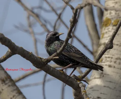 Обыкновенный скворец - European Starling. Photographer Etkind Elizabeth