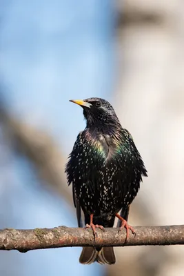 Чёрный скворец (Sturnus unicolor) - Picture Bird