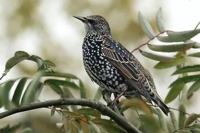 Скворец обыкновенный (Sturnus vulgaris)