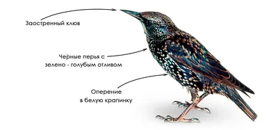 Скворец. Описание и фото. Ареал обитания, поведение и образ жизни скворцов