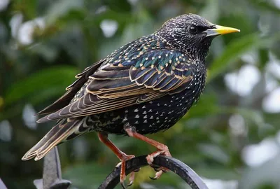 Скворец обыкновенный воробейный Vogel des Jahres Feather, Bird, животные,  фауна, певчая птица png | PNGWing